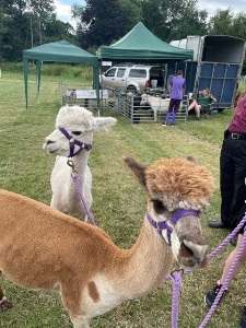 Alpacas